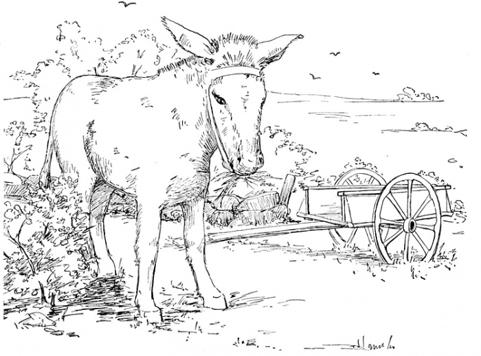 Donkey 5 coloring page