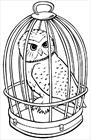Harry Potter owl coloring page