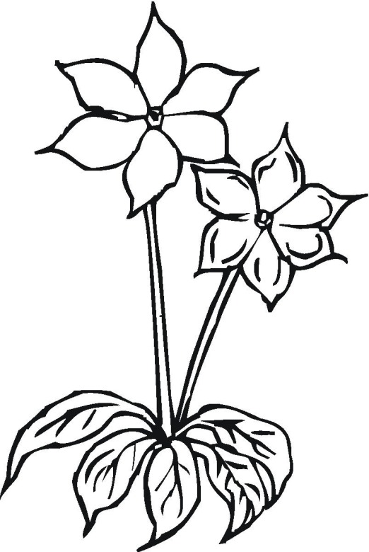 Flower 15 coloring page