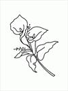 Flower 3 coloring page