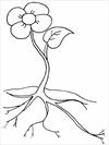 Flower coloring pages