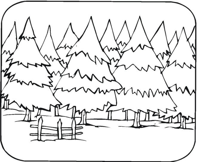 Pine tree forest coloring page