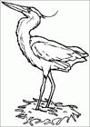 Animal bird coloring page
