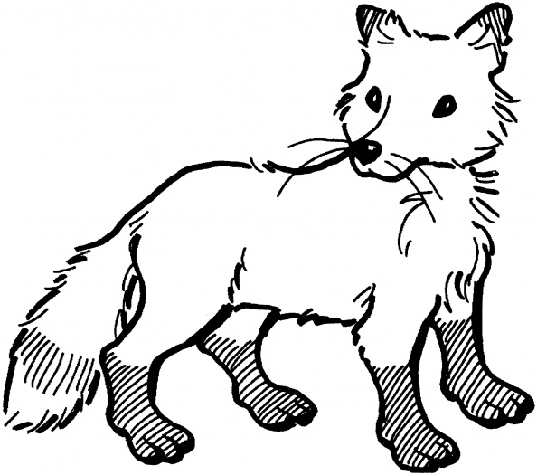 Fox 5 coloring page