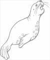 Seal coloring page