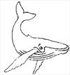 Humpback whale coloring page