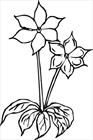 Flower 15 coloring page